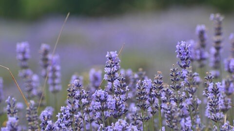 Blühender Lavendel auf einem Feld. Diese und weitere Pflanzen sollen im Sommer vor Mücken schützen.