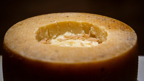 ein sardischer Casu Marzu, Schafskäse mit lebenden Maden