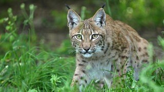 Ein Luchs auf Streifzug durch hohes Gras. 