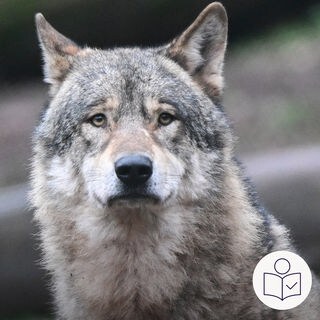 Das ist ein Beispiel·bild: Es zeigt einen Wolf. Der Wolf schaut in die Kamera. Rechts das SWR Logo für Leichte Sprache.
