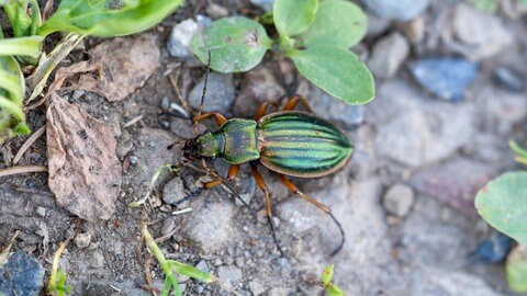 Laufkäfer im Garten