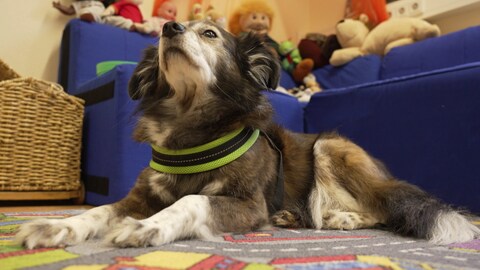 Therapiehund "Jimbo" im Sprachheilzentrum Meisenheim