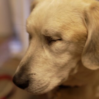 Blinder Hund ohne Augen