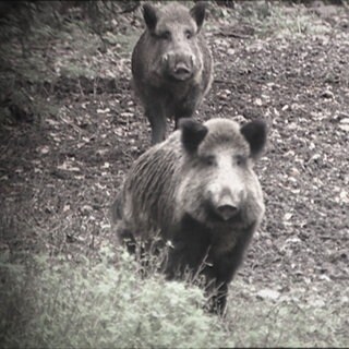 Wildschweine wüteten in Hatzenbühl (Archivfoto).
