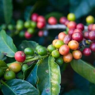 Kaffeestrauch in Brasilien