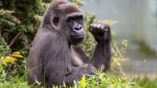 Probealarm in der Wilhelma Stuttgart: Gorilla war ausgebrochen