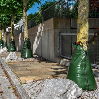 Im Herbst werden in den Kommunen wieder viele junge Bäume gepflanzt, aber wie hält man sie bei zunehmender Trockenheit und Hitze am Leben?