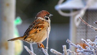 Spatz