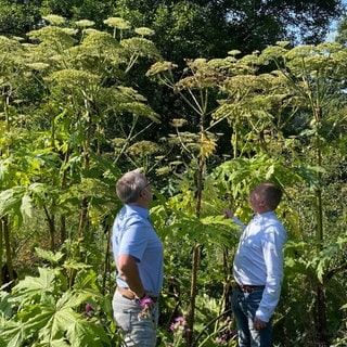 Olaf Glasner und Roger Best von der Kreisverwaltung des Westerwaldkreises schauen sich Herkulesstauden im Gelbachtal an.