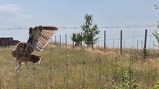 Die Eule hatte sich in einem Zaun mit Stacheldraht bei Waldböckelheim verheddert. Die Feuerwehr musste sie retten.