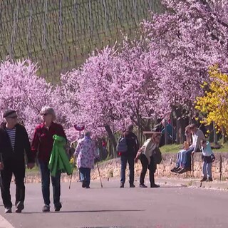 Promenade mit blühenden Mandelbäumen