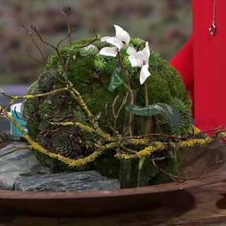 Eine Mooskugel mit Wurz und weißen Alpenveilchen