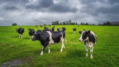 Wolken über der Kuhweide? Weidehaltung ist zwar deutlich klimafreundlicher als die Massenhaltung im Stall, trotzdem entsteht auch hier sehr viel Treibhausgas. Insbesondere das von den Kühen ausgestoßene Methan stellt eine große Belastung fürs Klima dar. Nun stellt sich die Frage: Müssen die Viehbestände verkleinert werden?