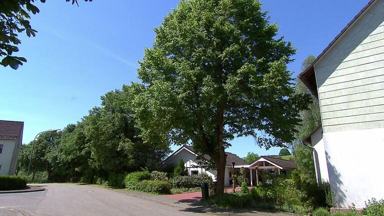 Hausbaum