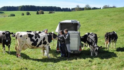 Niki, Eva und Andreas stehen inmitten von schwarzbunten Kühen auf einer Wiese