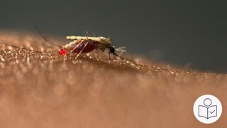 Eine Mücke auf dem Arm von einem Menschen. Es ist eine Anopholes-Mücke. Die Mücke kann Malaria übertragen. Rechts das SWR Logo für Leichte Sprache.