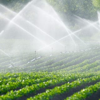 Bewässerung in der Landwirtschaft in der Pfalz