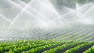 Bewässerung in der Landwirtschaft in der Pfalz
