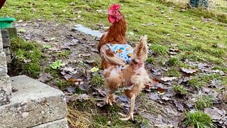 Ein Huhn mit einem bunt gemusterten Stoffpullover, der um den Der Verein Lebenswert e.V. aus Haigerloch im Zollernalbkreis rettet Legehennen vor dem Tod und versorgt sie mit einem Zuhause und Hühnerpullis gegen Kälte.