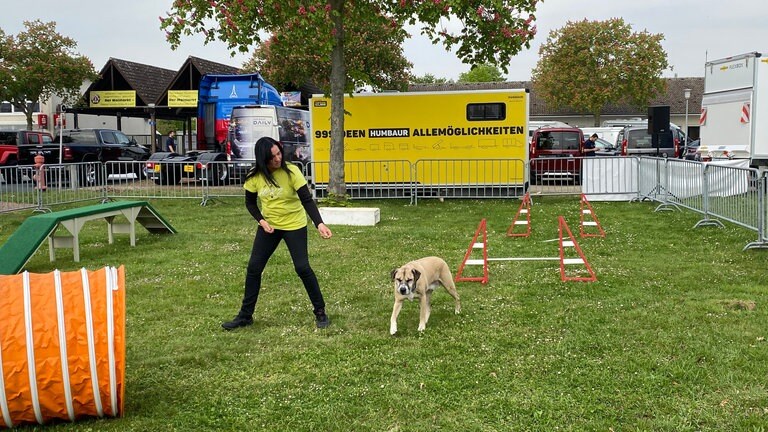 Für Hunde und ihre Halter gibt es einen Gerätepark auf dem Maimarkt. 