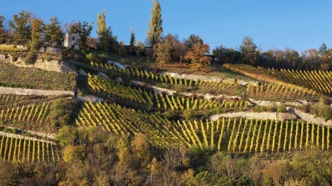 Ein terrassierter Weinberg im Saaletal in Sachsen-Anhalt.