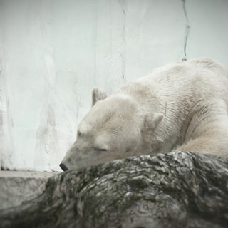 Eisbär Mika