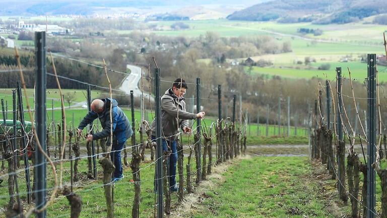 Die Weinberge bei Weiler