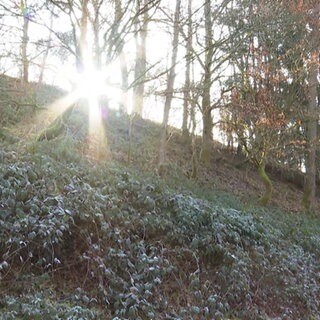 Natur mit Frost auf den Blättern und einer durchscheinenden Sonne