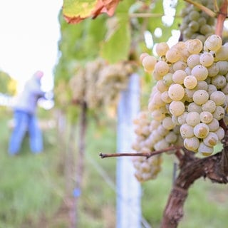 Im Neckartal rund um Stuttgart hat die Weinlese begonnen.