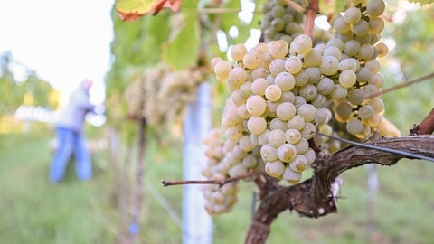 Im Neckartal rund um Stuttgart hat die Weinlese begonnen.