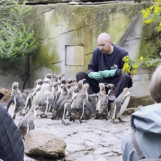 Tierpfleger im Karlsruher Zoo bei den Pinguinen.