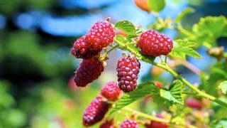 Reife Himbeeren an einem Strauch im Garten werden von der Sonne angestrahlt. So sieht ein Himbeerstrauch bei guter Pflege aus.