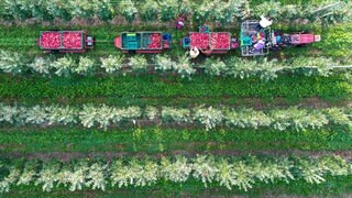 Ein Traktor fährt durch eine Apfelplantage, damit die Erntehelfer die gepflückten Äpfel der Sorte Gala in die Obstkisten legen können.