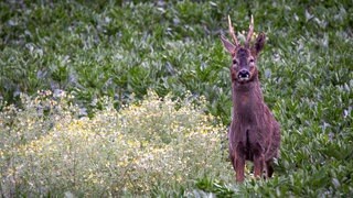 Ein Rehbock steht bei Regenwetter auf einem Feld (Symbolbild) In Eppingen (Kreis Heilbronn) hat eiin Jagdpächter ein totes Reh mit abgetrenntem Kopf gefunden. Die Polizei ermittelt.