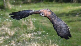 Bei einer Flugshow der Greifvogelanlage Wüstenrot ist am Sonntag Bussard Zuri von einer Windböe erwischt und einige Hundert Meter weggetragen worden.