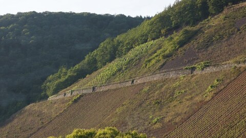 Der Sorentberg liegt in einem Seitental der Mosel bei Reil. Die Weinberge befinden sich praktisch mitten im Wald. 