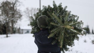 Ein Mann schultert auf dem Weihnachtsbaum-Bauernhof eine Tanne (Symbolbild). In der Pfalz kann man im Advent bei mehreren Forstämtern ganz frische Weihnachtsbäume bekommen - entweder direkt kaufen oder selbst aussuchen und schlagen.