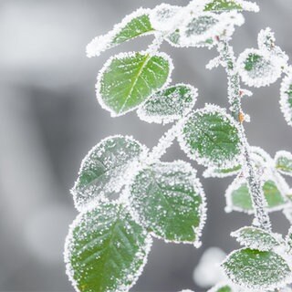 Frost auf Blättern.