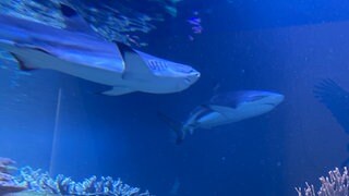 Das Aquarium im Karlsruher Naturkundemuseum hat einen neuen Bewohner. Das Hai-Männchen Amadeus wurde mit einem Spezial-LKW aus einem Museum in Salzburg geliefert. 