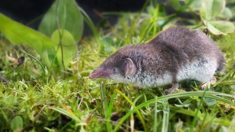 Feldspitzmaus in der Natur. Sie überträgt das Bornavirus. Eine Ansteckung von Pferd zu Mensch oder Mensch zu Mensch ist nicht möglich.