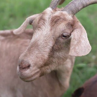 Ziege