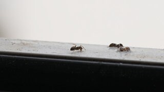 Eine Ameise (Lasius negelectus) auf einem Fensterbrett in Knielingen. Diese Art ist in dem Stadtteil von Karlsruhe zur Plage geworden.
