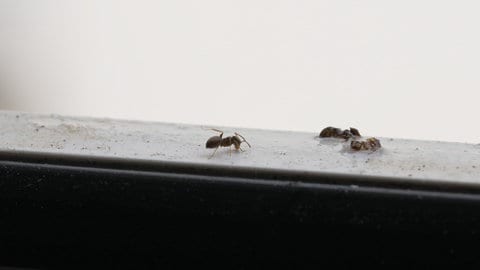 Eine Ameise (Lasius negelectus) auf einem Fensterbrett in Knielingen. Diese Art ist in dem Stadtteil von Karlsruhe zur Plage geworden.