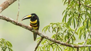 Ein Vielbinden-Arassari (Pteroglossus pluricinctus) sitzt auf einem Ast in Ecuador, Südamerika. 