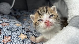 "Das Gröbste" hat das kleine süße Kitten jetzt wohl überstanden, es ist aber noch immer sehr schwach auf den Beinen. 