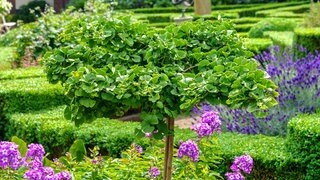 Der Zwergmädchenhaarbaum oder Ginko-Baum in einer grünen Gartenanlage 