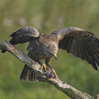 Schreiadler auf einem Ast beim Fressen einer gefangenen Ratte