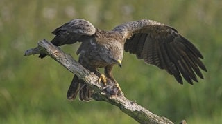 Schreiadler auf einem Ast beim Fressen einer gefangenen Ratte