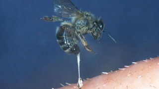 Biene reißt sich nach einem Stich ihren Stachel heraus. Gift hatten Bienen schon vor ihrem Stachel.