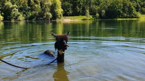 Die Alpakas im Tiergarten Worms gehen ab und an schwimmen, um der Hitze zu entkommen. 